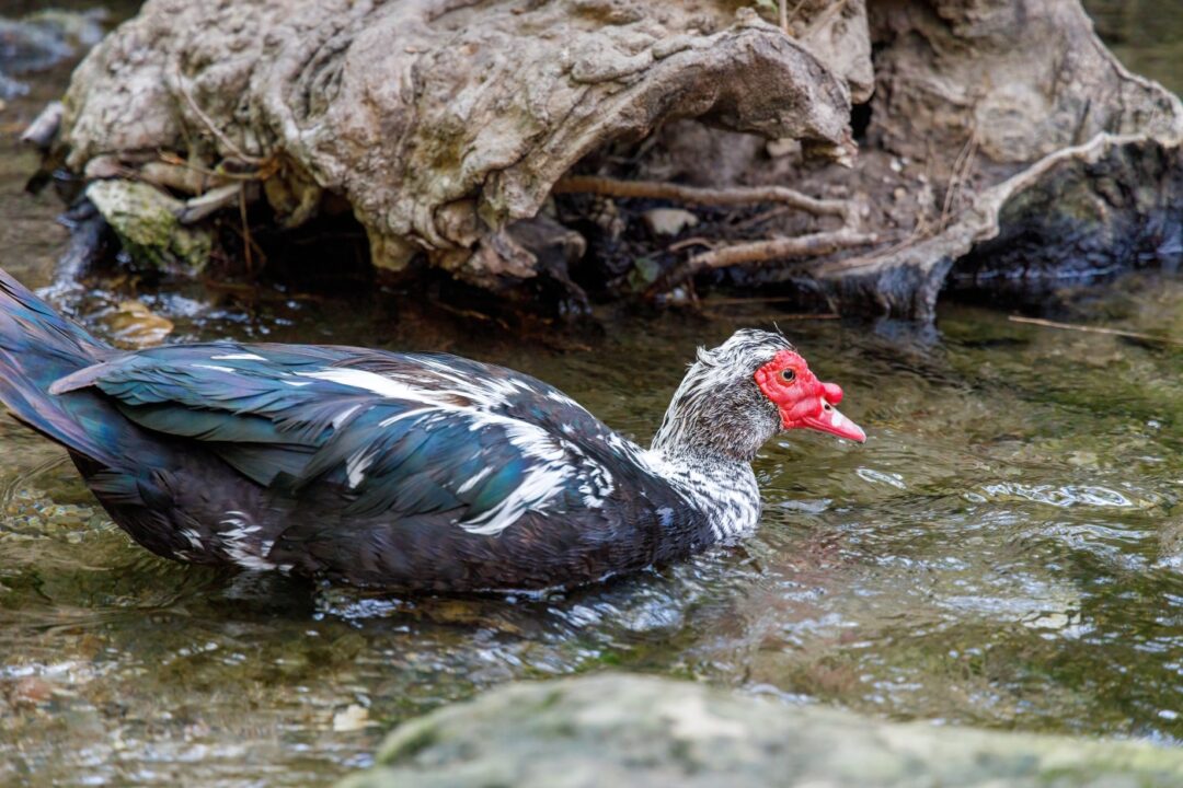 Warzenente im Wasser