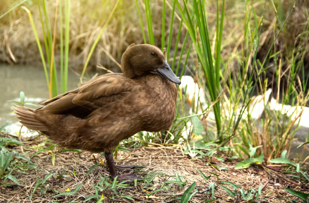 Wasserstelle für Enten