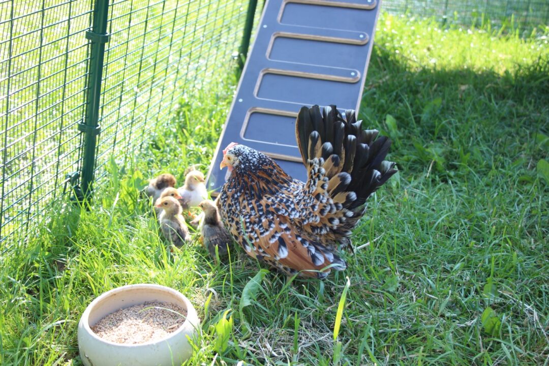 Küken mit der Glucke im Auslauf