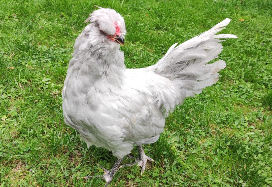 Lavender Araucana im Auslauf