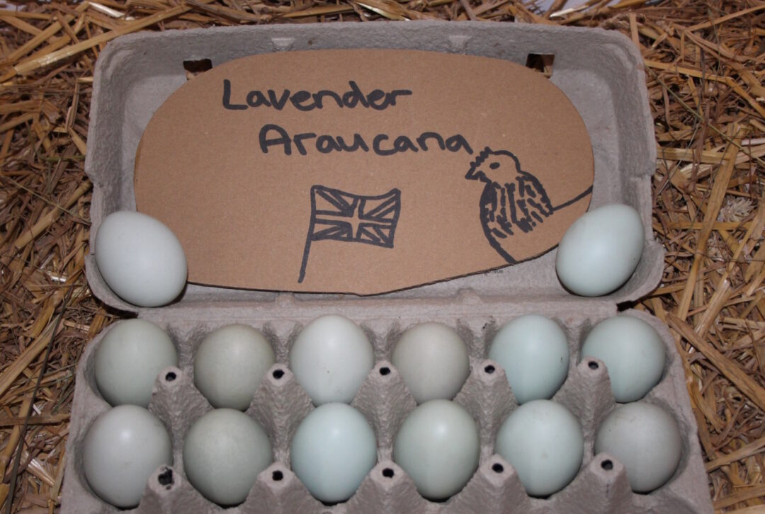 Eier der Lavender Araucana Hühner