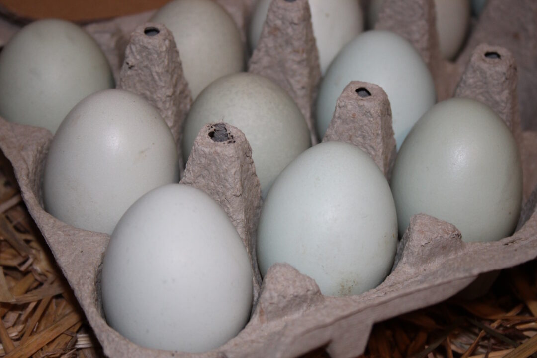Farbe der Eier der Lavender Araucana