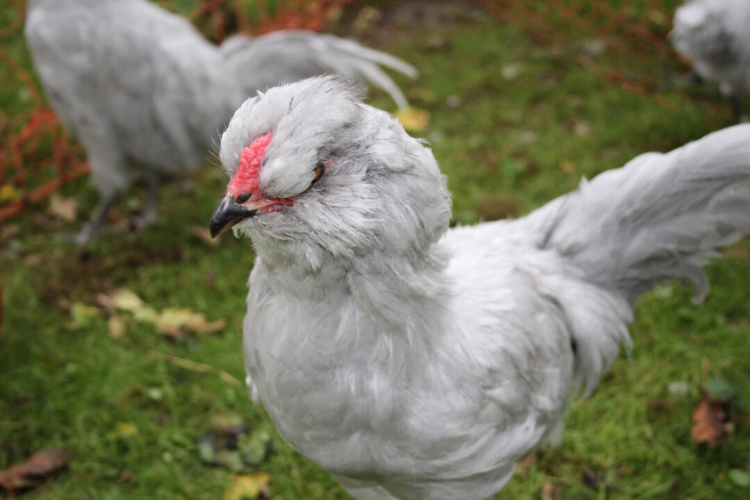 Lavender Araucana Hahn
