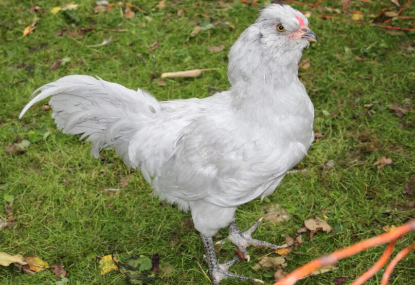 Auf dem Bild sieht men eine Lavender Araucana Henne