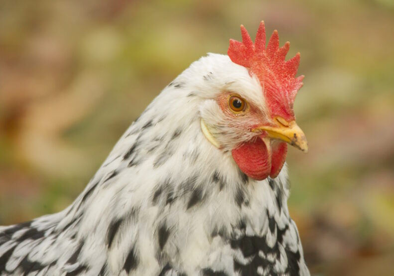 Auf dem Bild sieht man eine Leghorn Exchequer Henne