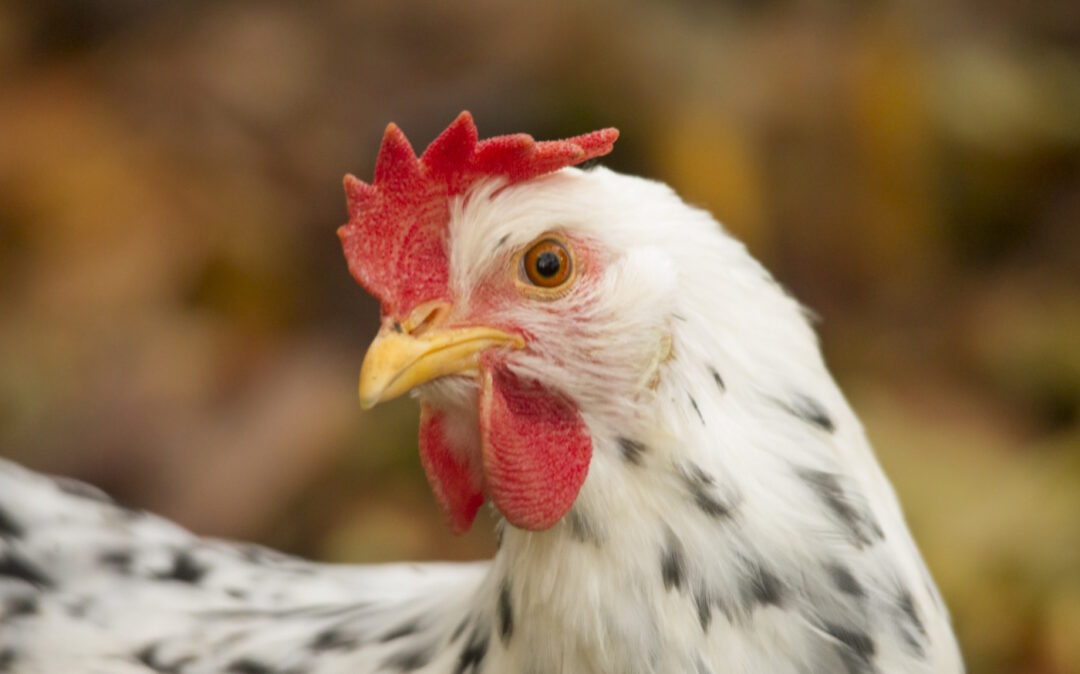 Charakter einer Leghorn Exchequer Henne