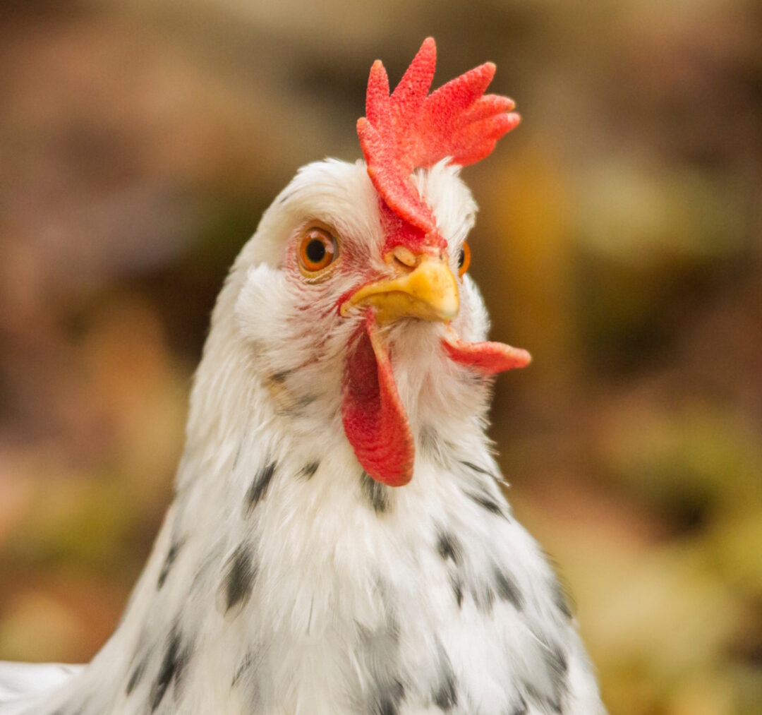 Weiße Henne mit schwarzen Flecken