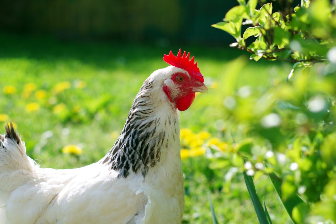 Sussex Zwerghühner im eigenen Garten