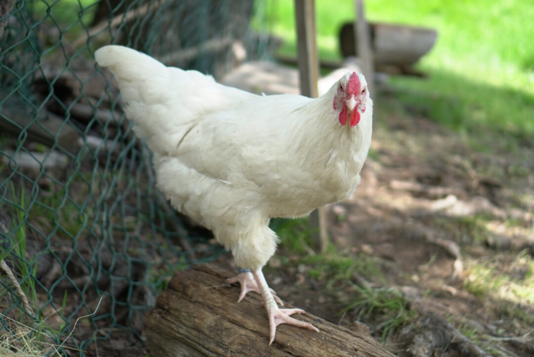 Hühner aus der Schweiz