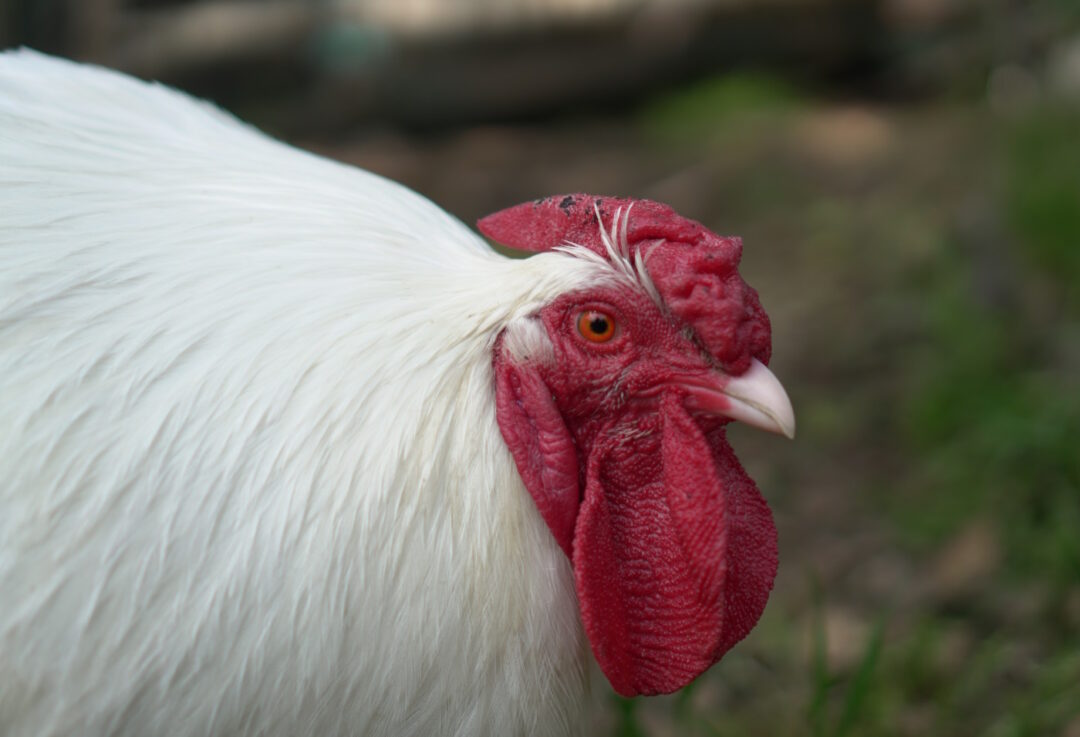 Rasse aus der Schweiz