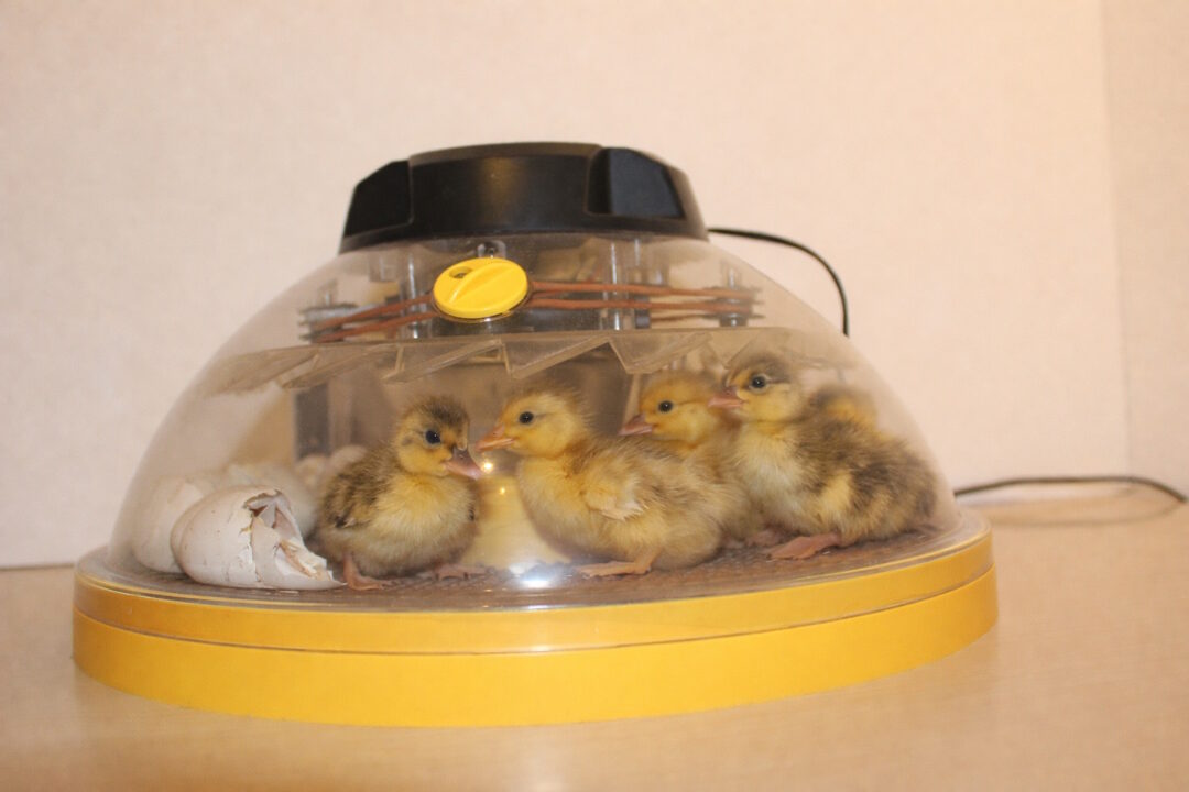 Entenküken in der Brutmaschine