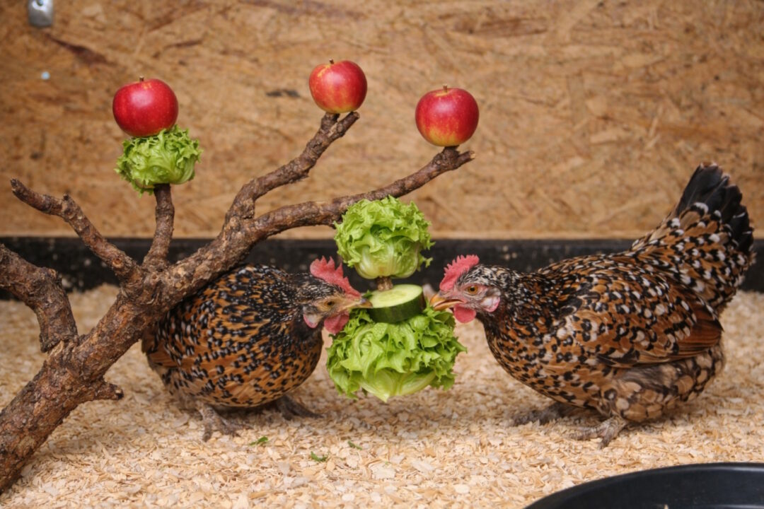 Besch&auml;ftigung durch Obst und Gem&uuml;se an &Auml;sten-aeste